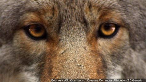 More Utah Coyotes Killed Under State Bounty Program In 2015 Kutv