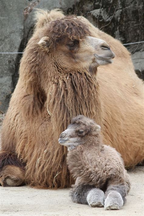 Baby Bactrian Camel 3 1 14 22 Of 22 Facebook Mom And Nature