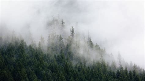 Photography Green Pine Trees Covered Fogs Aerial Foggy Forest