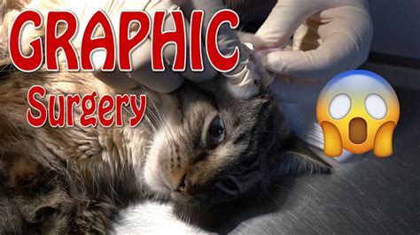 Cat Ear Hematoma Surgery Recovery All Things About Pets