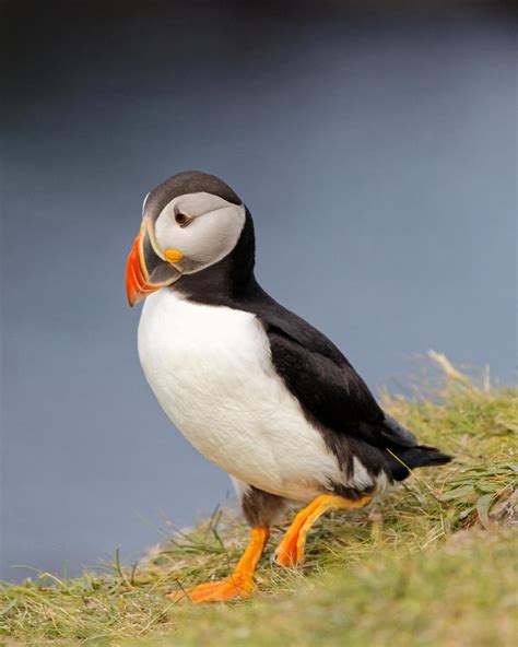 Puffins Visit Anglesey