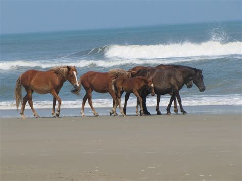 See The Wild Horses On The Outer Banks Of North Carolina Did It