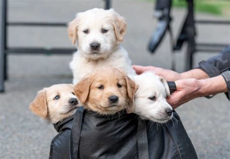 This sweet breed is kind, confident, responsive, affectionate and overall although the golden retriever is playful, outgoing and social, this puppy also has a calm demeanor and a great willingness to learn. 13 photos of the eleven Golden Retriever puppies up for ...