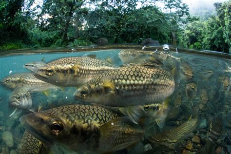 Beautiful Underwater Photos Of Freshwater Animals