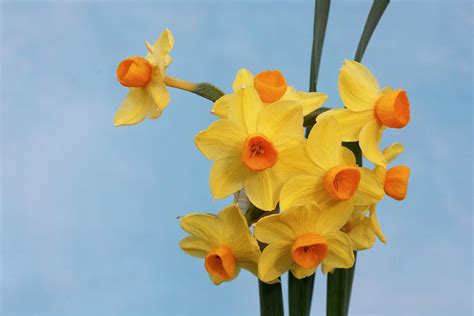 Narcissus Grand Soleil Dor Photograph By Brian Gadsbyscience Photo