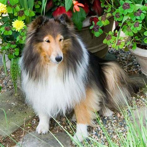 Maybe you would like to learn more about one of these? Fun Facts About Medium Size Dog Breeds