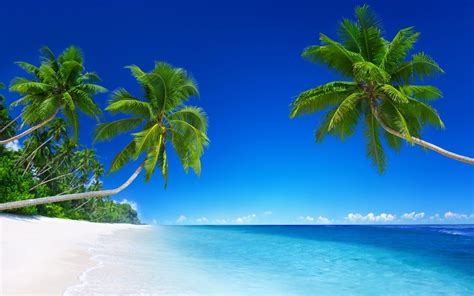 Landscape Tropical Beach Palm Trees Wallpapers Hd