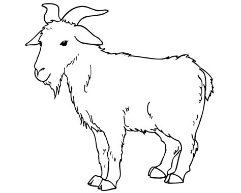 Coloring page - Goat grazing