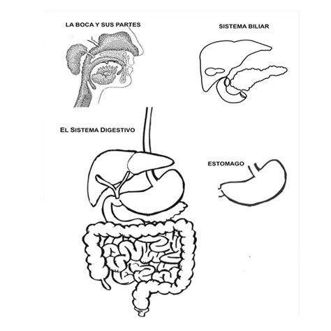 Sistema Digestivo Humano Y Sus Partes Para Colorear Imagui Images And