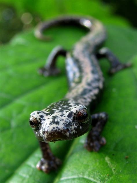 Mexican Mushroomtongue Salamander From Green Hills Butterfly Ranch Cayo