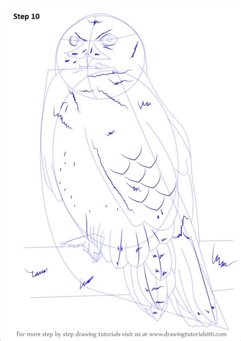Learn How To Draw A Snowy Owl Birds Step By Step Drawing Tutorials