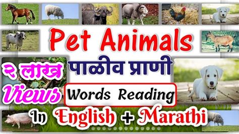 Pet Animals Name In Marathi