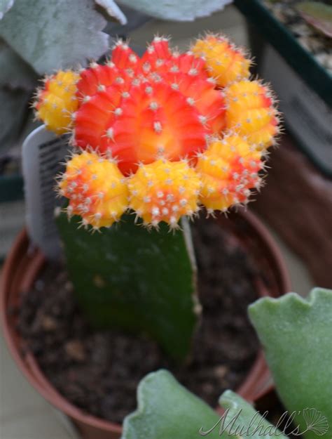 Moon cactus plants are known as gymnocalycium mihanovichii or hibotan cactus. Bright orange and yellow Lollipop Cactus. Gymnocalycium ...