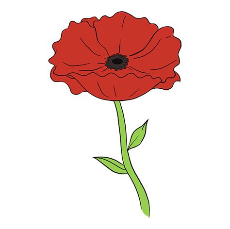 Step Easy Simple Poppy Flower Drawing ~ How To Draw A Poppy Sarina