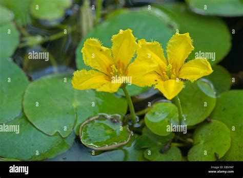 Yellow Floating Heart Fringed Water Lily Nymphoides Peltata Flower