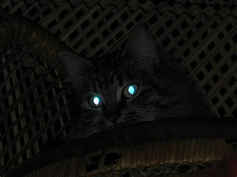 Why Do Cats Eyes Glow In The Dark — Steemit