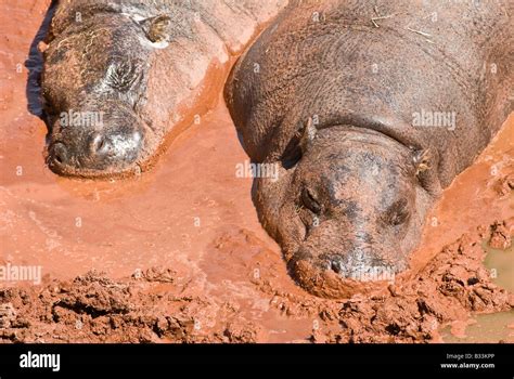 Pygmy Hippos In Mud Stock Photo Alamy