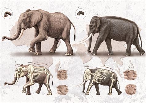 Elena Rascón Pérez Diferencias Entre Elefante Africano Vs Asiático