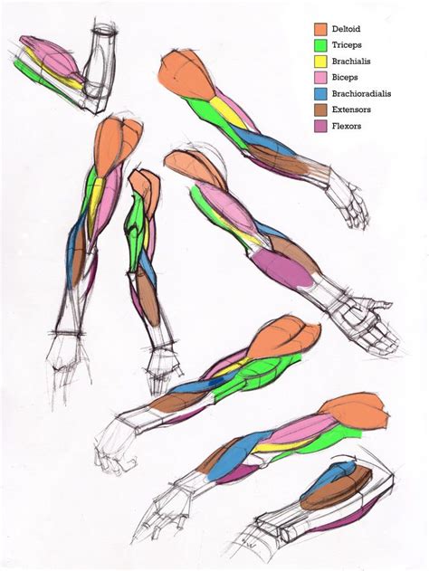 62 Best Anatomy Shoulder And Arm Images On Pinterest
