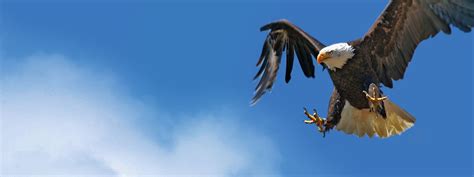 Riegersburg is a municipality in the district of südoststeiermark in the austrian state of styria. Greifvogelwarte Riegersburg / Home