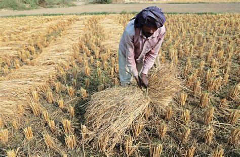 Indias Burning Issue Of Crop Burning Takes A New Turn