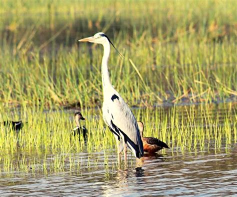 15 Most Beautiful Birds In India For Birdwatchers Wildlifezones