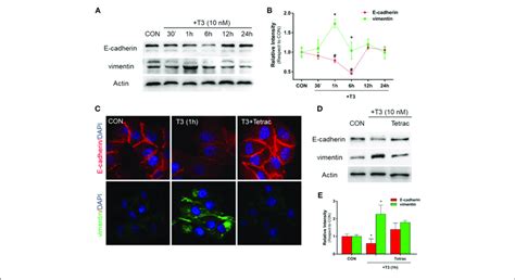 T3 Modulates Emt Via E Cadherin And Vimentin Expression A T 47d Bc