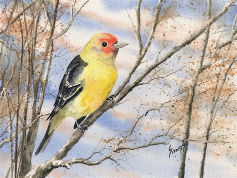 Western Tanager Painting By Sam Sidders Fine Art America