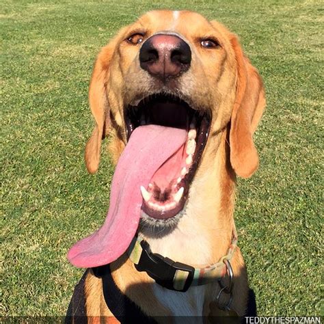 15 Tongues That Refuse To Stay In Their Dogs Mouths