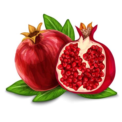 Pomegranate isolated poster or emblem - Download Free Vectors, Clipart ...
