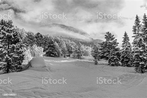 Beautiful Snow Landscape With Trees And Mountain Black And White Stock