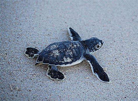 Baby Sea Turtles The Journey Of A Lifetime Baby Animal Zoo