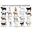 List Of Best Livestock Guardian Dog Breeds  101DogBreedscom