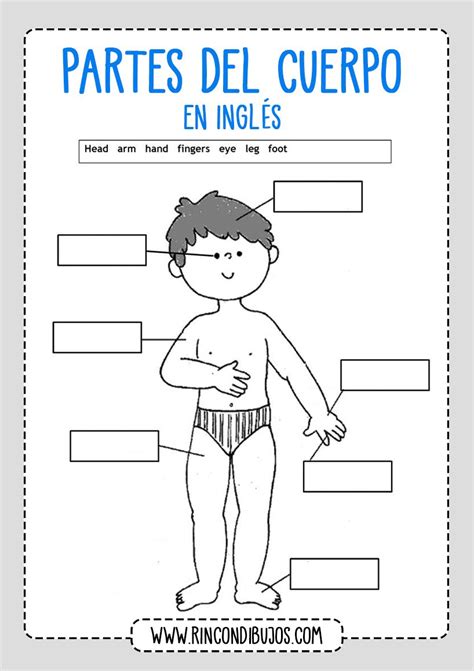 Completar Partes Del Cuerpo En Ingles Rincon Dibujos Kindergarten