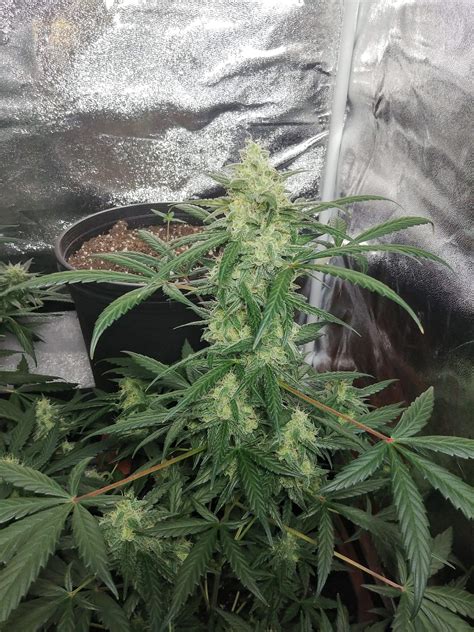 Royal Queen Seeds Bubble Kush Dinafem White Widow Xxl Auto Grow Diary