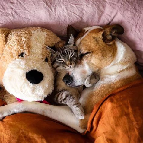 These Cat And Dog Bffs Travel Together And Pose For The Most Amazing
