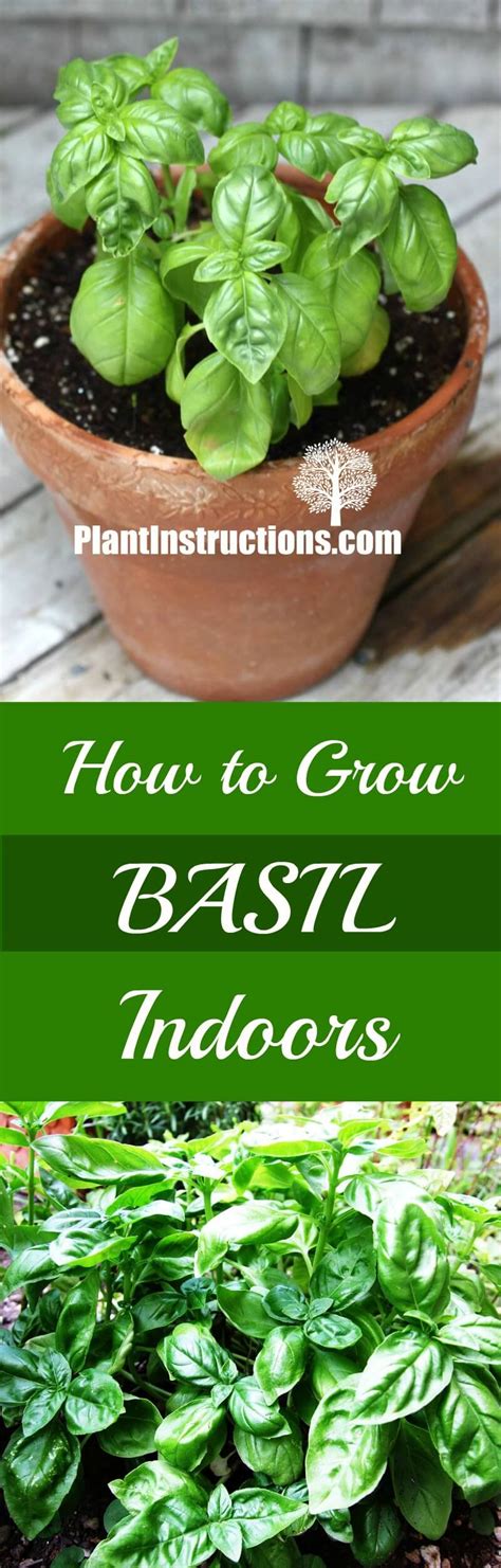 How To Grow Basil Indoors Plant Instructions