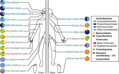 121 Normal Microbiota Of The Body Biology Libretexts