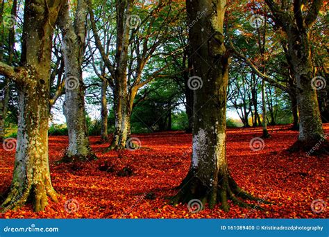 Massive Trunks Of Beech Trees In Canfaito Forest Painted With Fall