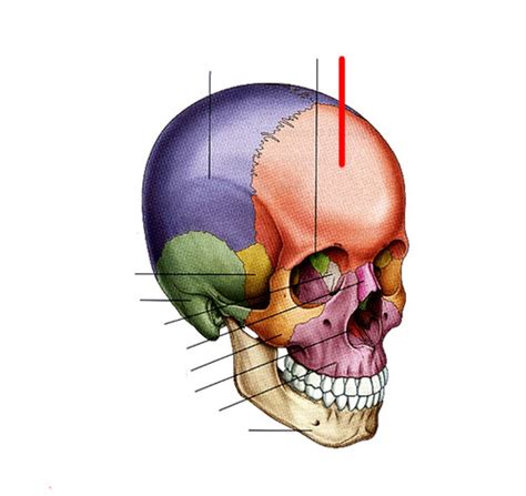 Skull Anatomy Bones Flashcards Quizlet