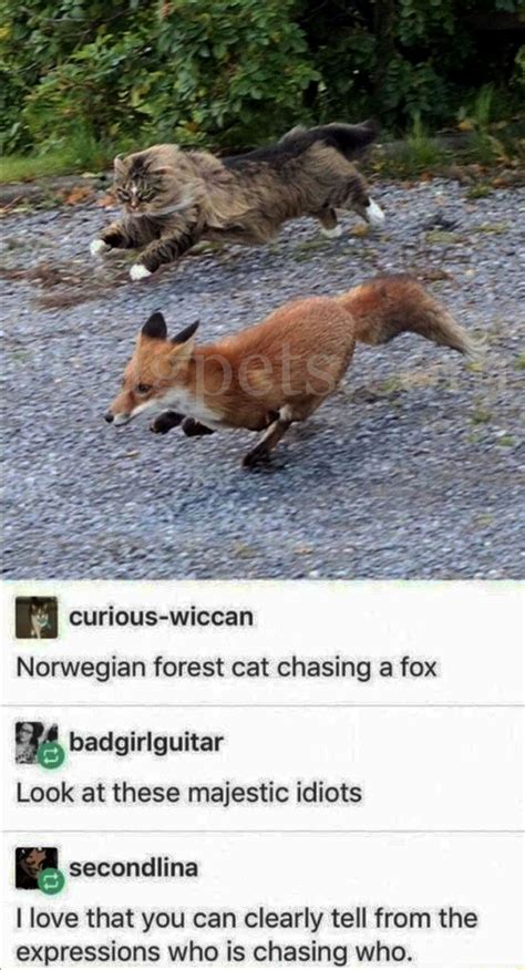 Norwegian Forest Cat Chasing A Fox Wag Pet Boutique