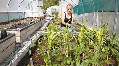 How to grow corn from seed in a small garden at home in your backyard. How To Grow Sweet Corn, Courgettes/Zucchini And Beans (The ...