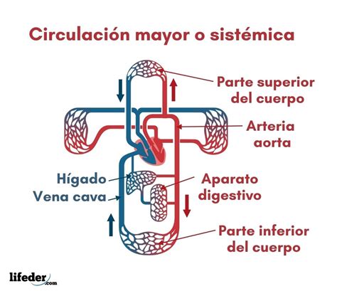 Circulacion Mayor Y Circulacion Menor Del Corazon Kulturaupice