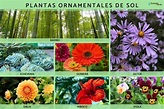 +25 plantas ornamentales: qué son, tipos, nombres, imágenes y vídeos