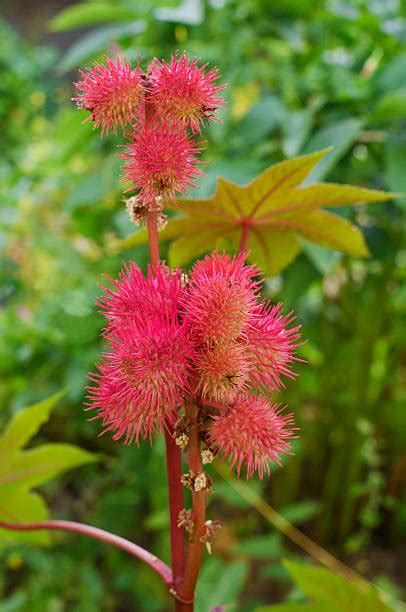 Not only do hibiscus blooms boast an amazing array of colors, vastly widened through hybridizing, they also draw hummingbirds en masse. Castor Bean Plant Stock Photos, Pictures & Royalty-Free ...