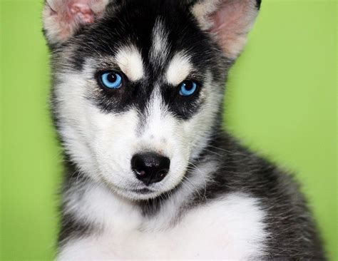 Love the blue eyes!! Siberian Husky. | Puppies with blue eyes, Husky with blue eyes, Husky