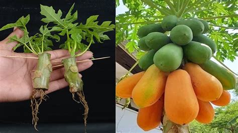 Propagate Papaya Tree From Cutting With Water How To Grow Papaya Tree