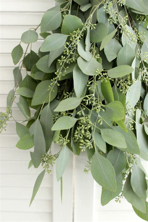 Fresh Seeded Eucalyptus Bunch 5 7 Stem For Wedding Home Etsy
