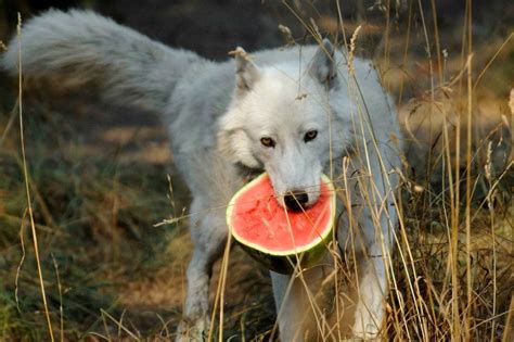 Wolf Eating A Watermelon Creates A Stir On The Net Gallery Ebaums