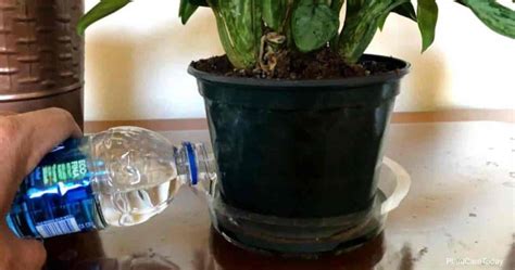When you use fish tank water for plants, the ideal ph level of water should be 7.0. Bottom Watering Plants: How To Water Potted Plants From Below